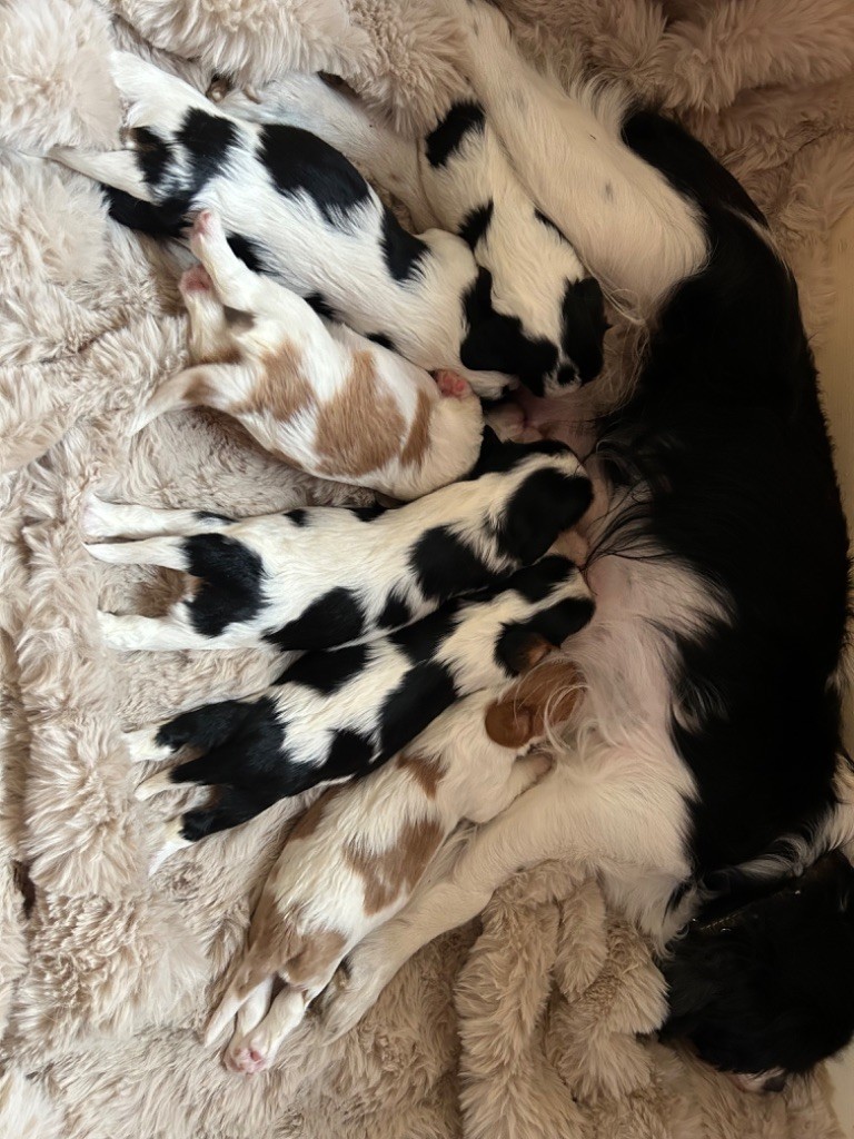 chiot Cavalier King Charles Spaniel Des Canailles D'Auvergne