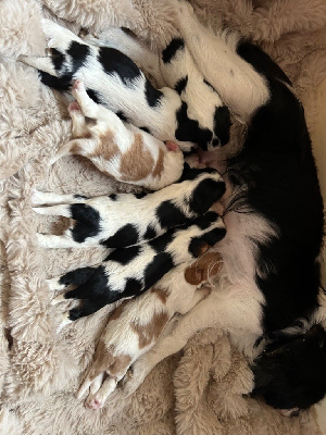 Des Canailles D'Auvergne - Cavalier King Charles Spaniel - Portée née le 16/08/2024