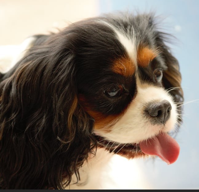 T'eclair de la Cité d'Hinka