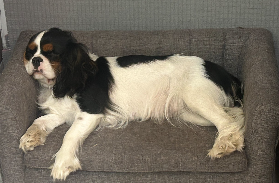 VZARA Des Canailles D'Auvergne