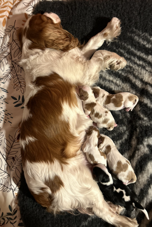 Chiot Cavalier King Charles Spaniel Des Canailles D'Auvergne