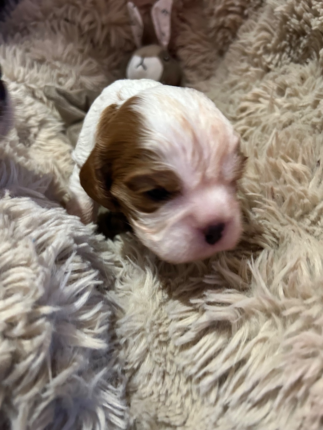 Des Canailles D'Auvergne - Chiots disponibles - Cavalier King Charles Spaniel
