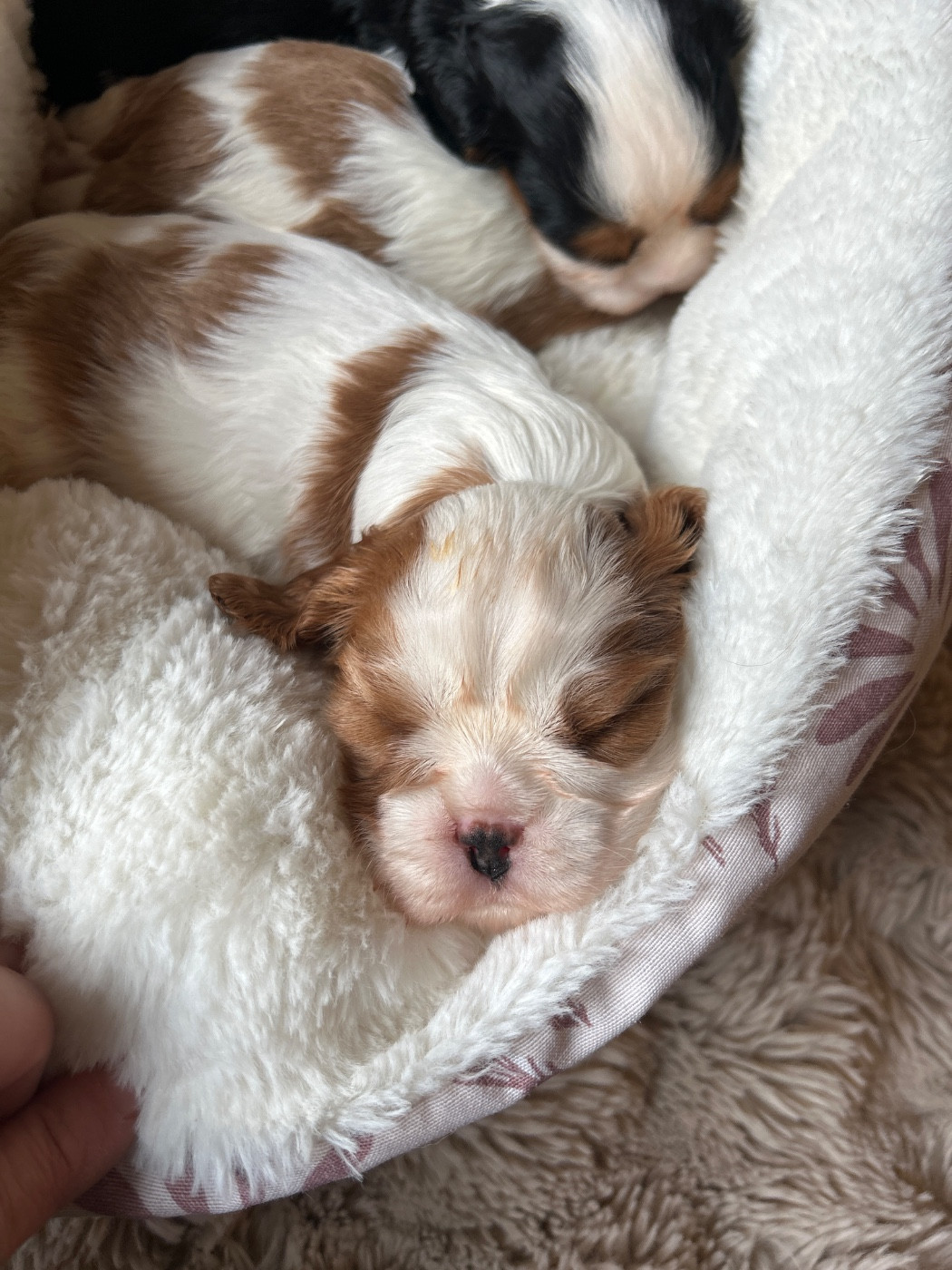 Des Canailles D'Auvergne - Chiots disponibles - Cavalier King Charles Spaniel