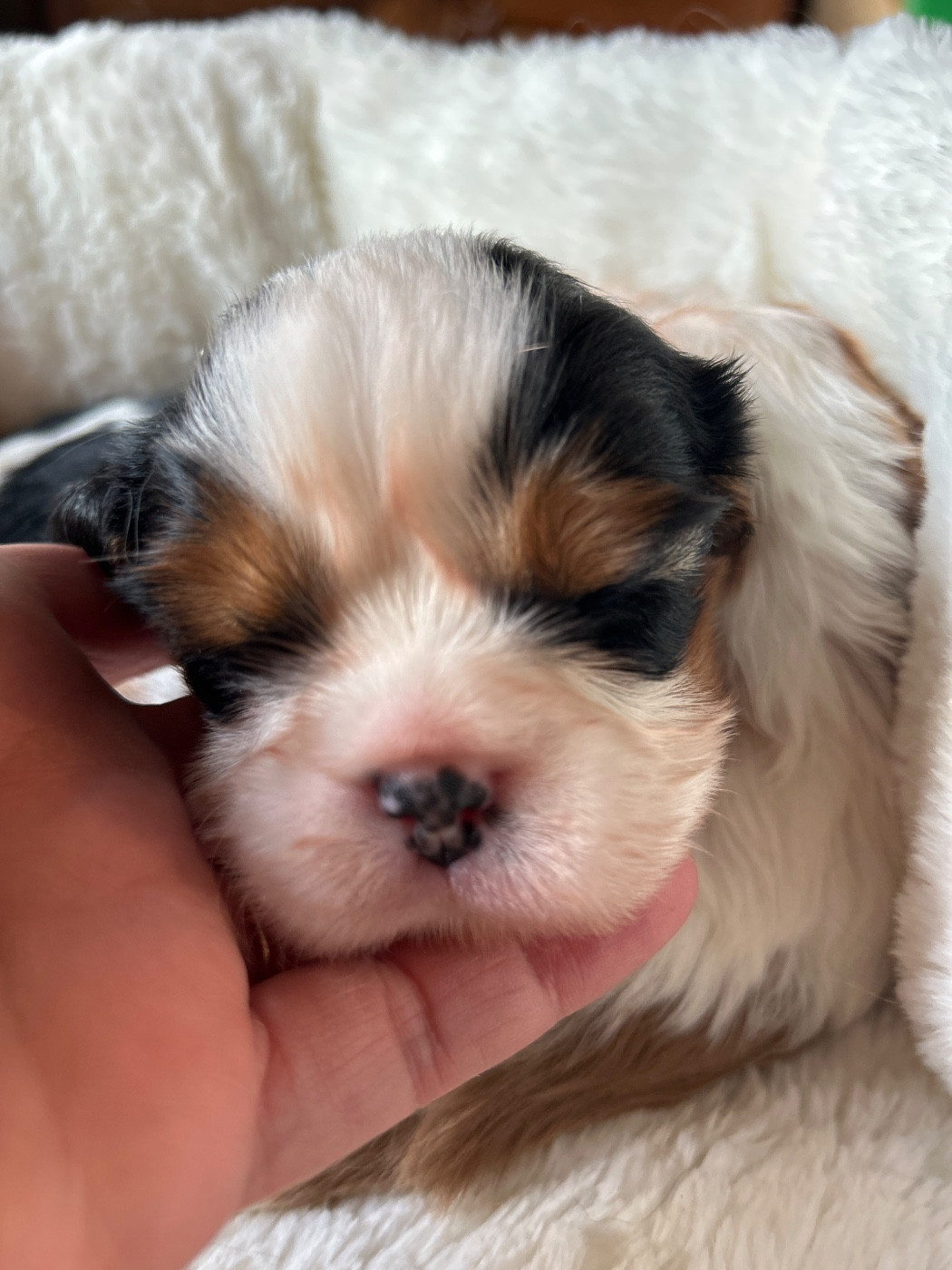 Des Canailles D'Auvergne - Chiots disponibles - Cavalier King Charles Spaniel