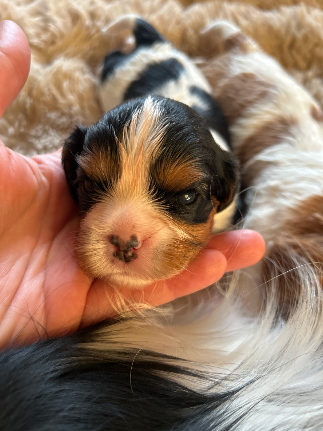 Des Canailles D'Auvergne - Chiots disponibles - Cavalier King Charles Spaniel