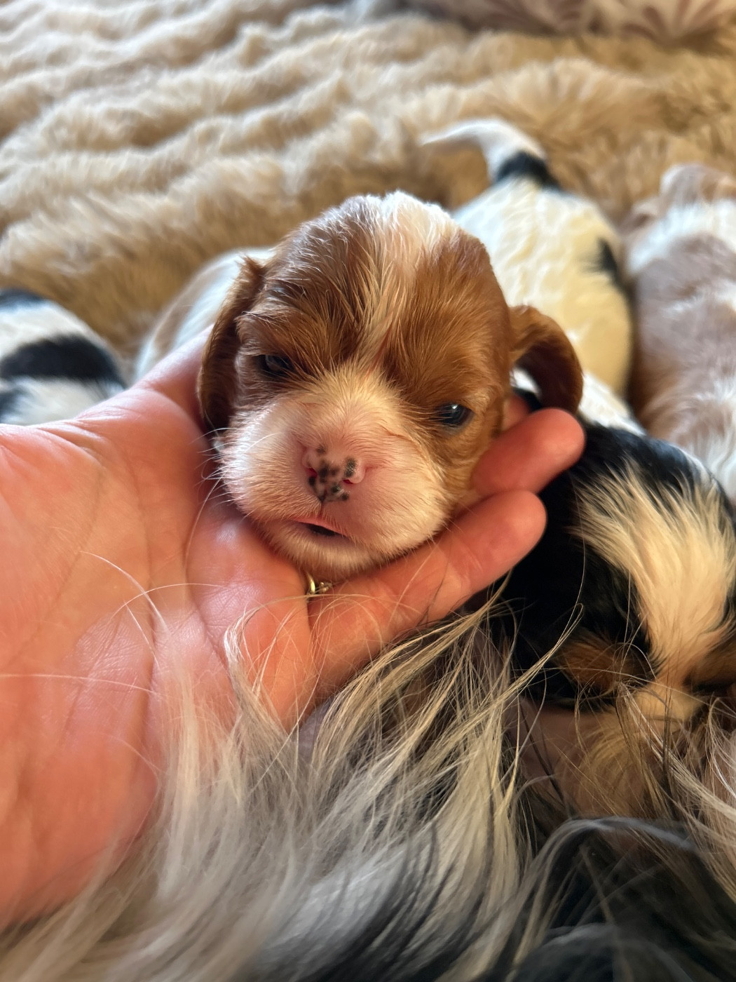 Des Canailles D'Auvergne - Chiots disponibles - Cavalier King Charles Spaniel