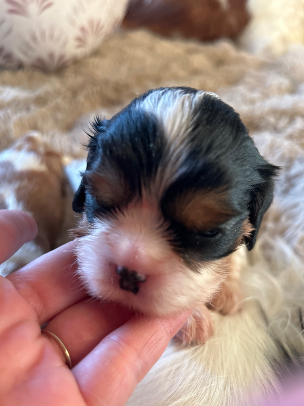 Des Canailles D'Auvergne - Chiots disponibles - Cavalier King Charles Spaniel