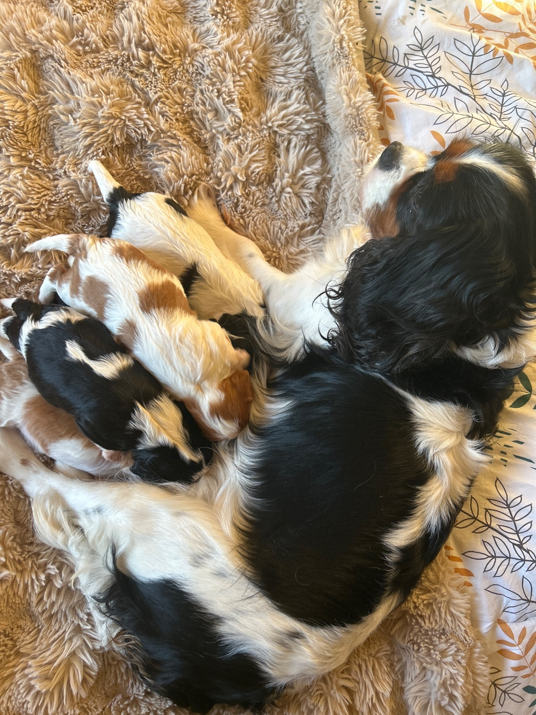Chiot Cavalier King Charles Spaniel Des Canailles D'Auvergne