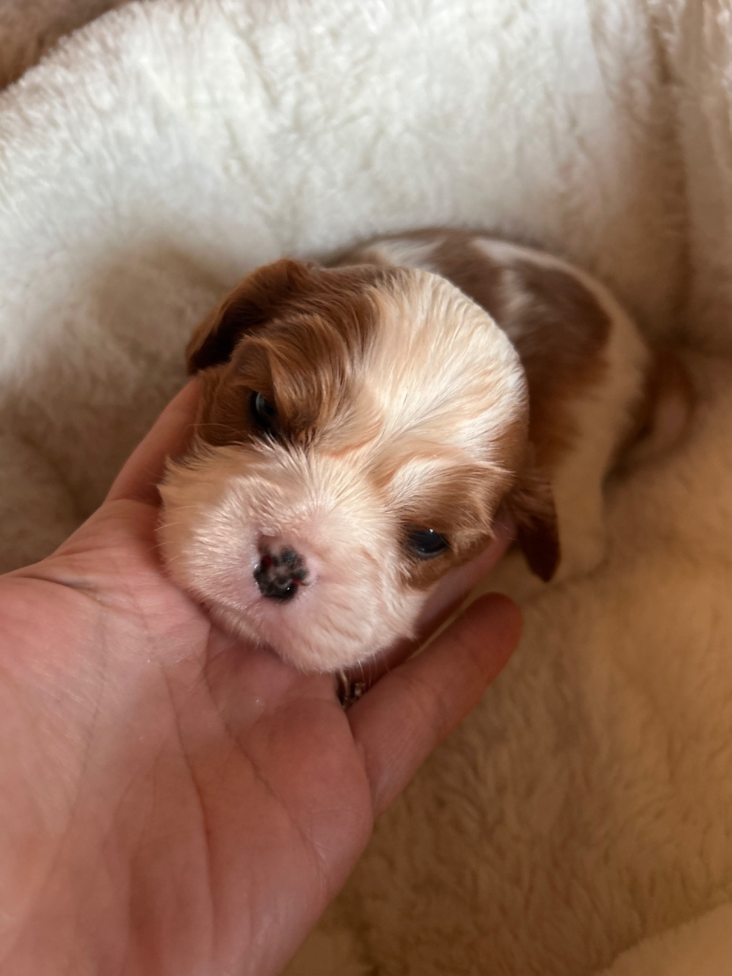 Des Canailles D'Auvergne - Chiots disponibles - Cavalier King Charles Spaniel