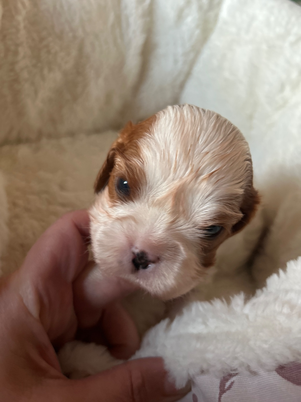 Des Canailles D'Auvergne - Chiots disponibles - Cavalier King Charles Spaniel
