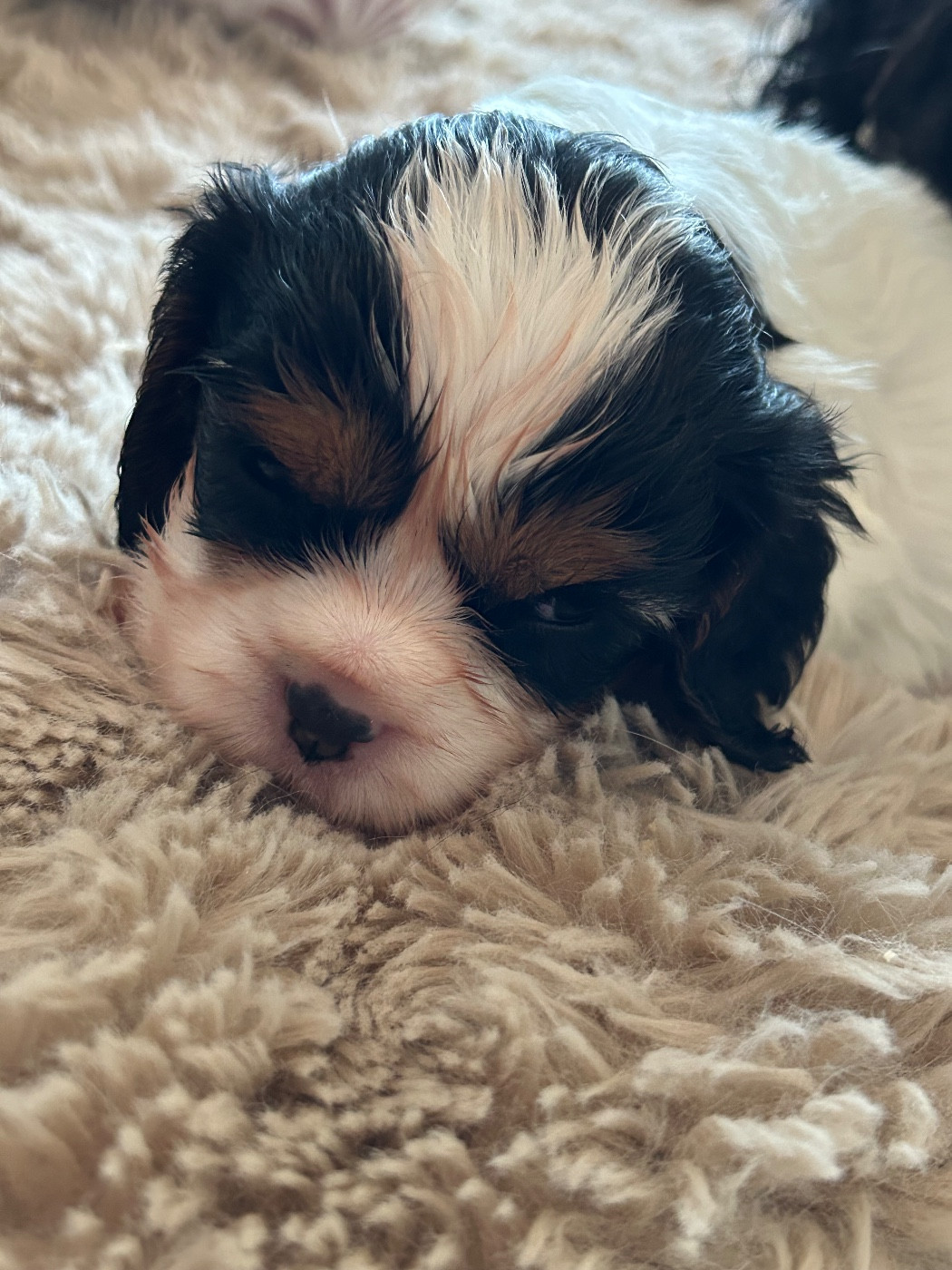 Des Canailles D'Auvergne - Chiots disponibles - Cavalier King Charles Spaniel