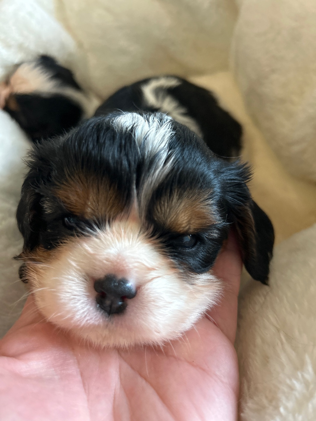 Des Canailles D'Auvergne - Chiots disponibles - Cavalier King Charles Spaniel