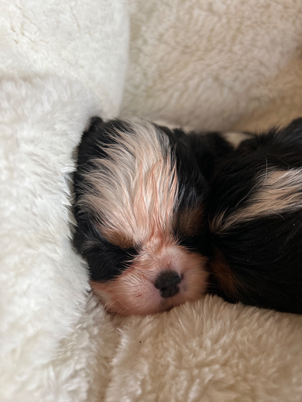 Des Canailles D'Auvergne - Chiots disponibles - Cavalier King Charles Spaniel