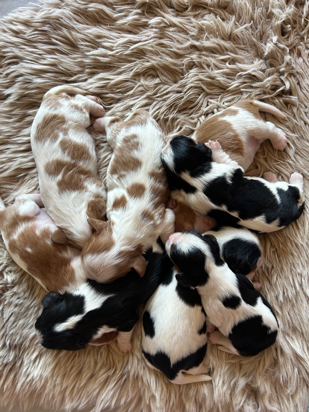 Chiot Cavalier King Charles Spaniel Des Canailles D'Auvergne