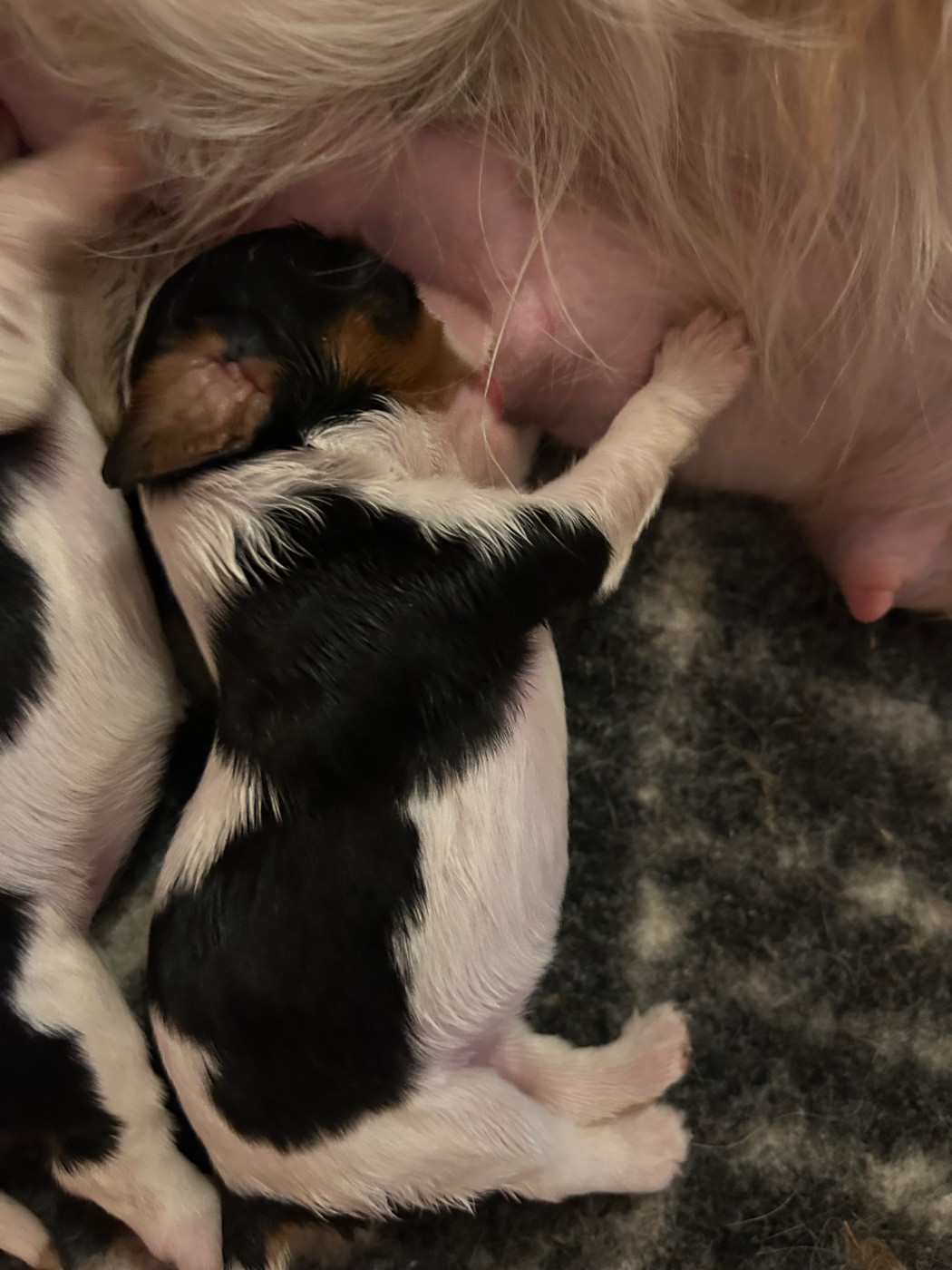 Des Canailles D'Auvergne - Chiots disponibles - Cavalier King Charles Spaniel