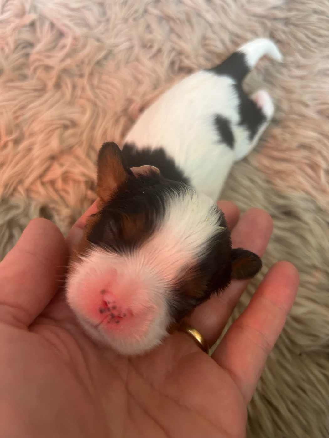 Des Canailles D'Auvergne - Chiots disponibles - Cavalier King Charles Spaniel