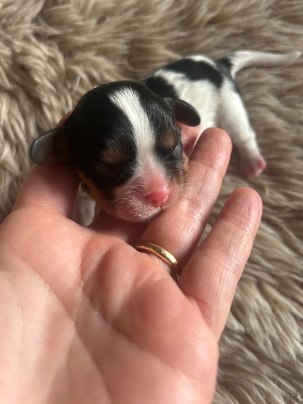 Des Canailles D'Auvergne - Chiots disponibles - Cavalier King Charles Spaniel