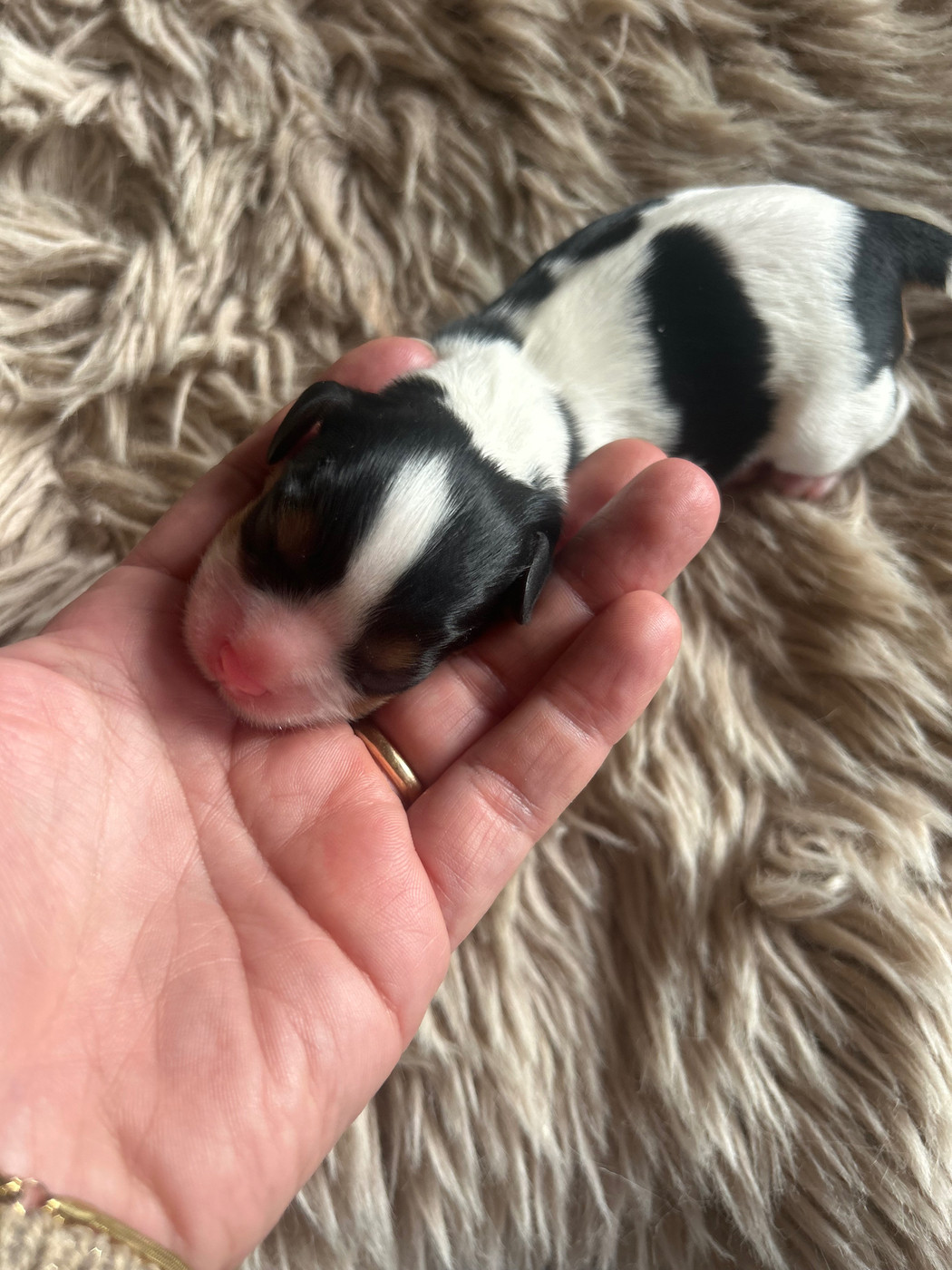 Des Canailles D'Auvergne - Chiots disponibles - Cavalier King Charles Spaniel