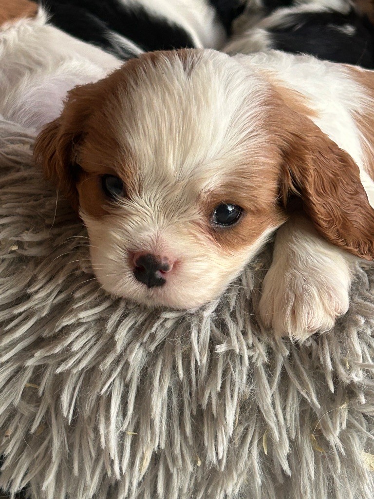 Des Canailles D'Auvergne - Chiots disponibles - Cavalier King Charles Spaniel