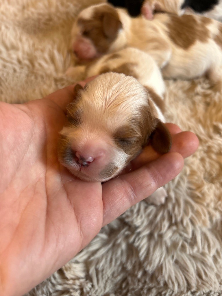 Des Canailles D'Auvergne - Chiots disponibles - Cavalier King Charles Spaniel