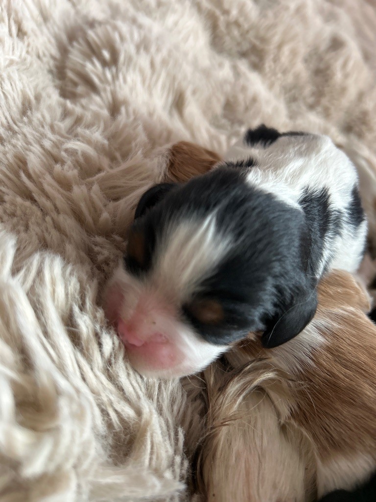 Des Canailles D'Auvergne - Chiots disponibles - Cavalier King Charles Spaniel