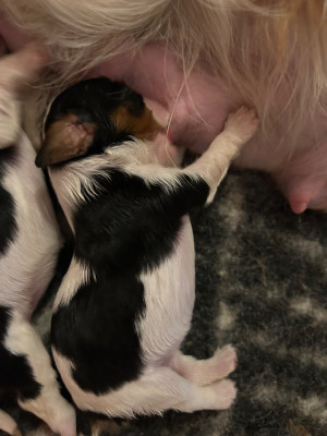 CHIOT 2