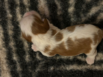 CHIOT 6
