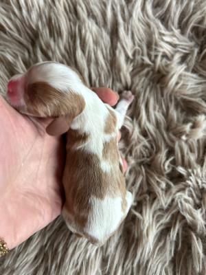 CHIOT 2