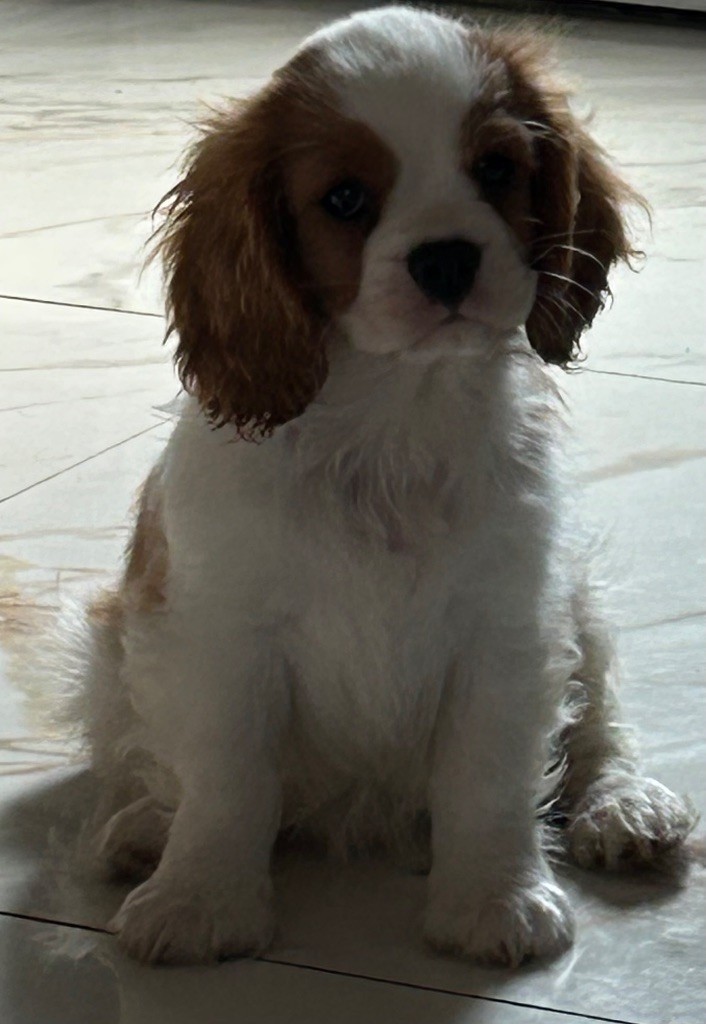 Des Canailles D'Auvergne - Chiots disponibles - Cavalier King Charles Spaniel
