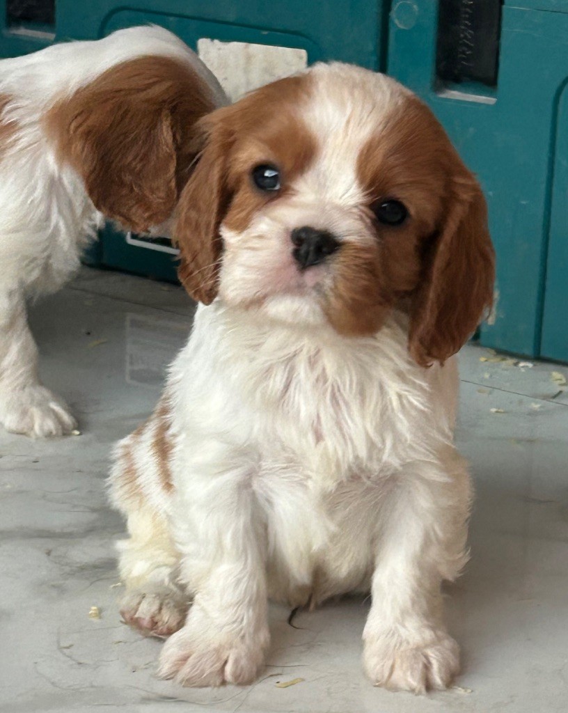Des Canailles D'Auvergne - Chiots disponibles - Cavalier King Charles Spaniel