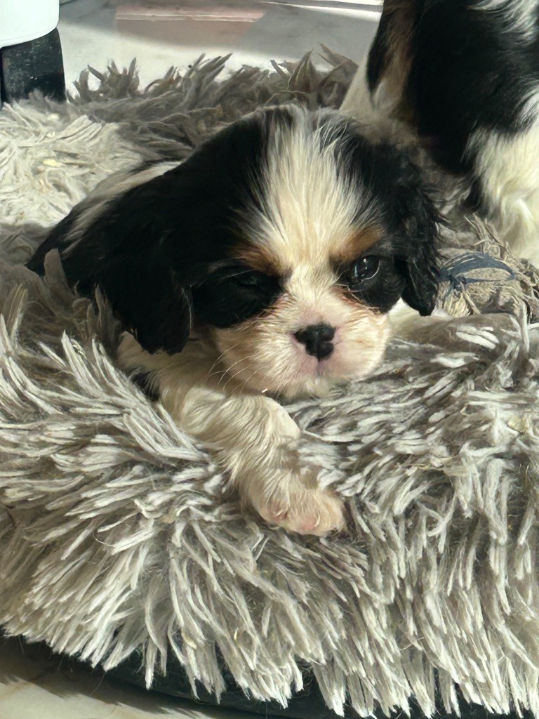 Des Canailles D'Auvergne - Chiots disponibles - Cavalier King Charles Spaniel