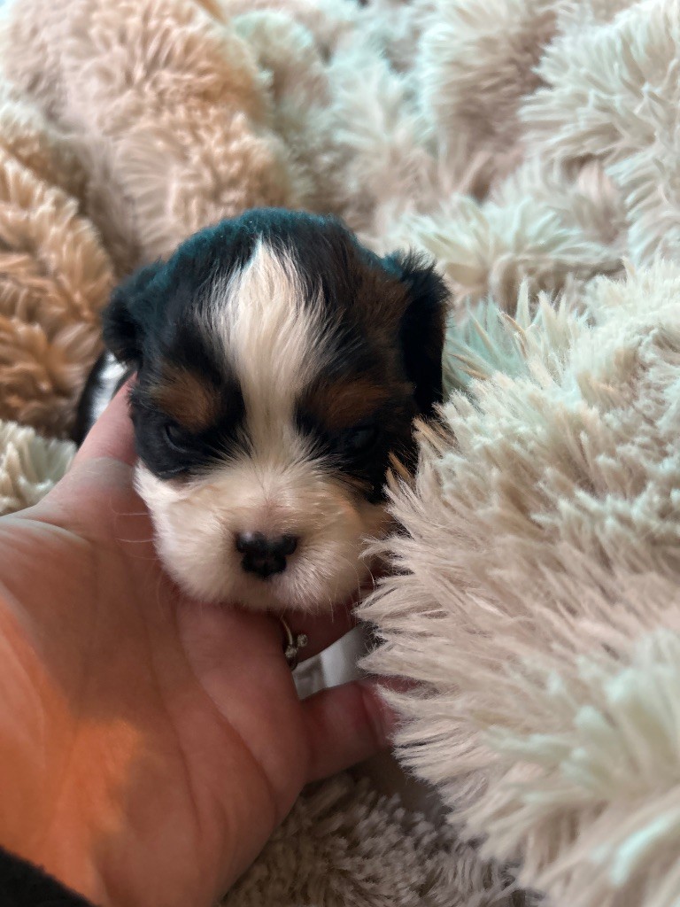Des Canailles D'Auvergne - Chiots disponibles - Cavalier King Charles Spaniel